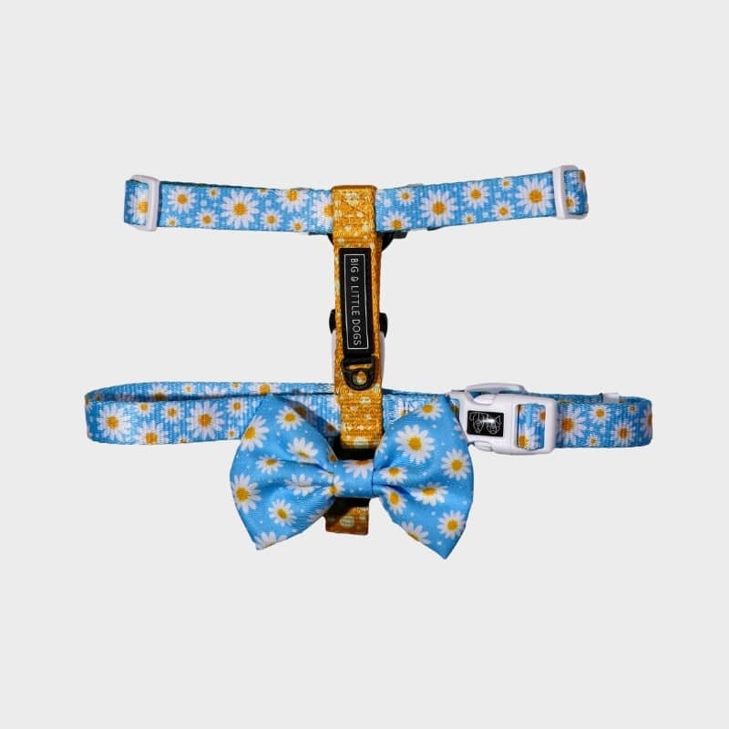 ensemble harnais strap et noeud papillon pour chien Big & Little Dogs 