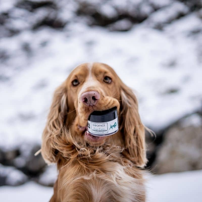 Koda avec son baume Biogance