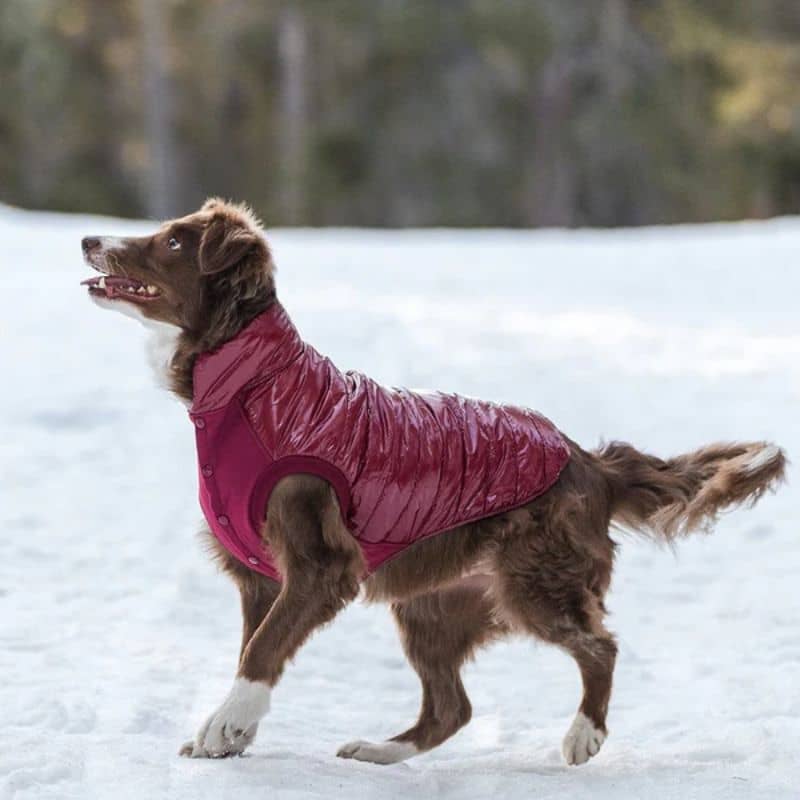 Doudoune pour chien rouge bordeaux imperméable pour la neige