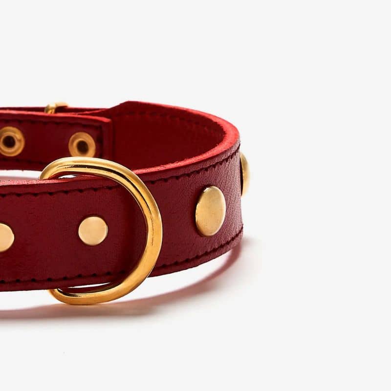 Collier pour chien en cuir rouge avec clous ronds dorés - détail