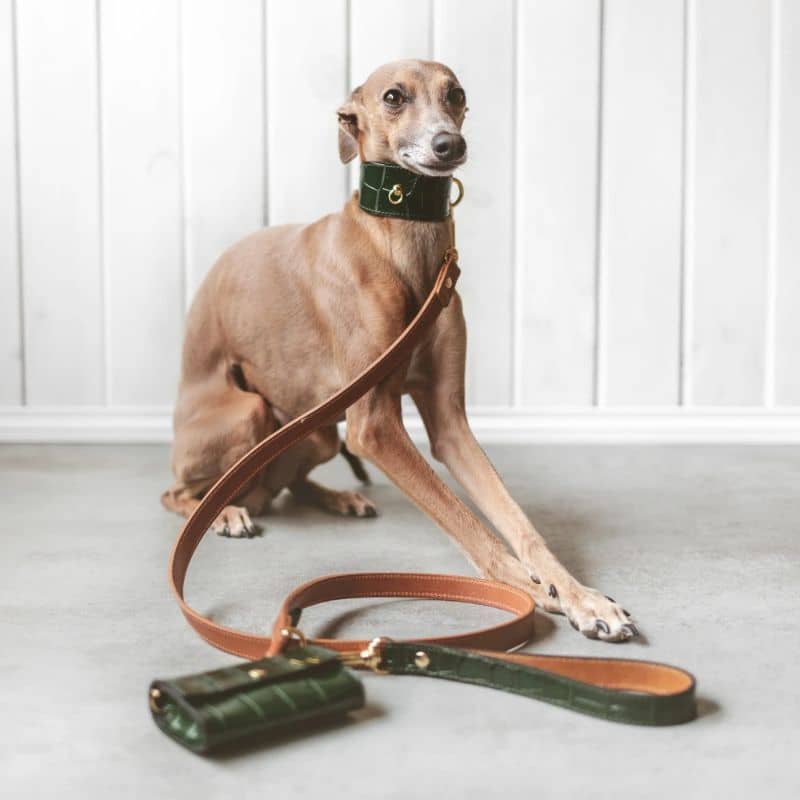 Collier pour chien lévrier / whippet vert foncé effet crocodile