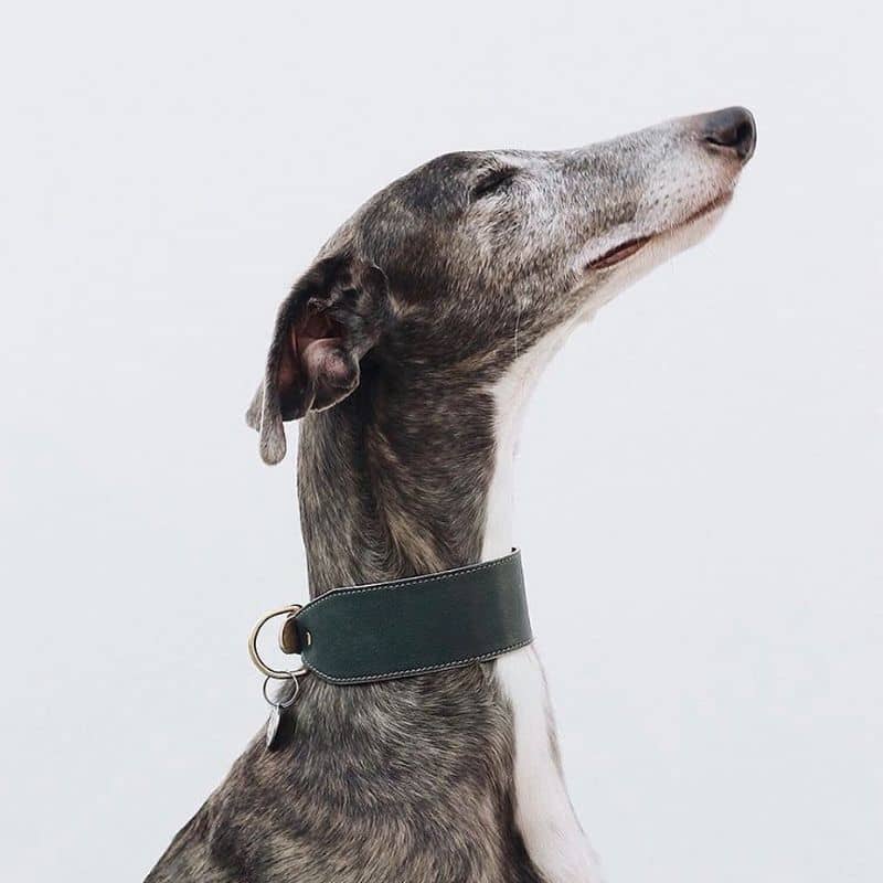 collier pour lévrier en cuir élégant en vert foncé