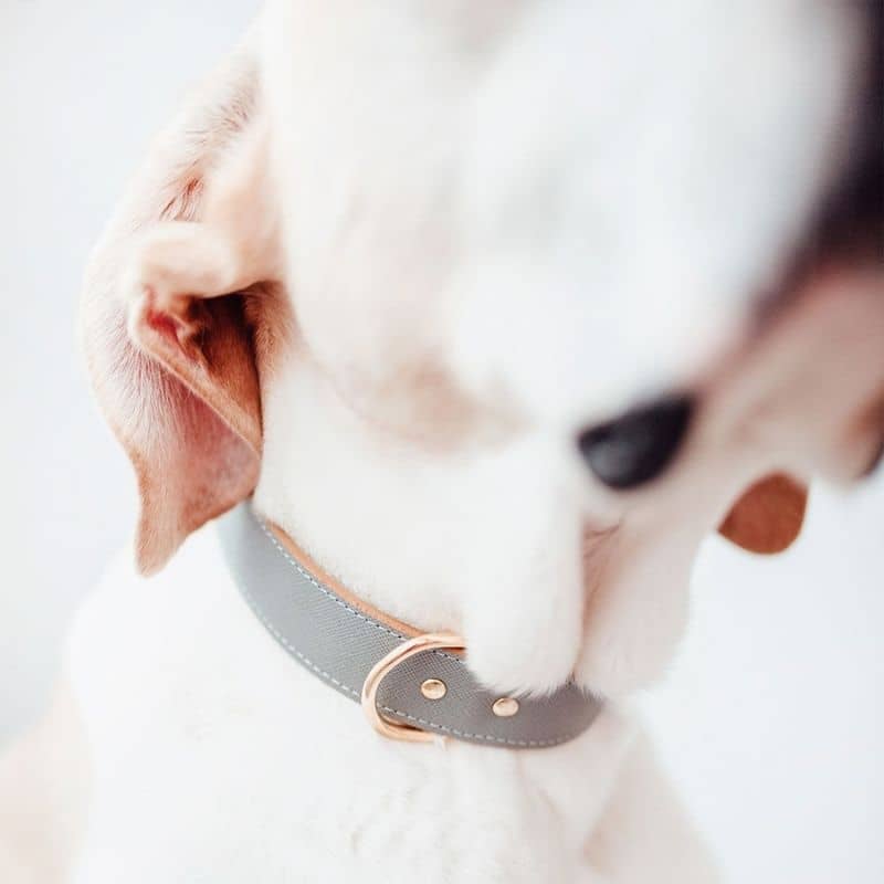 Collier pour chien en cuir gris tendance 