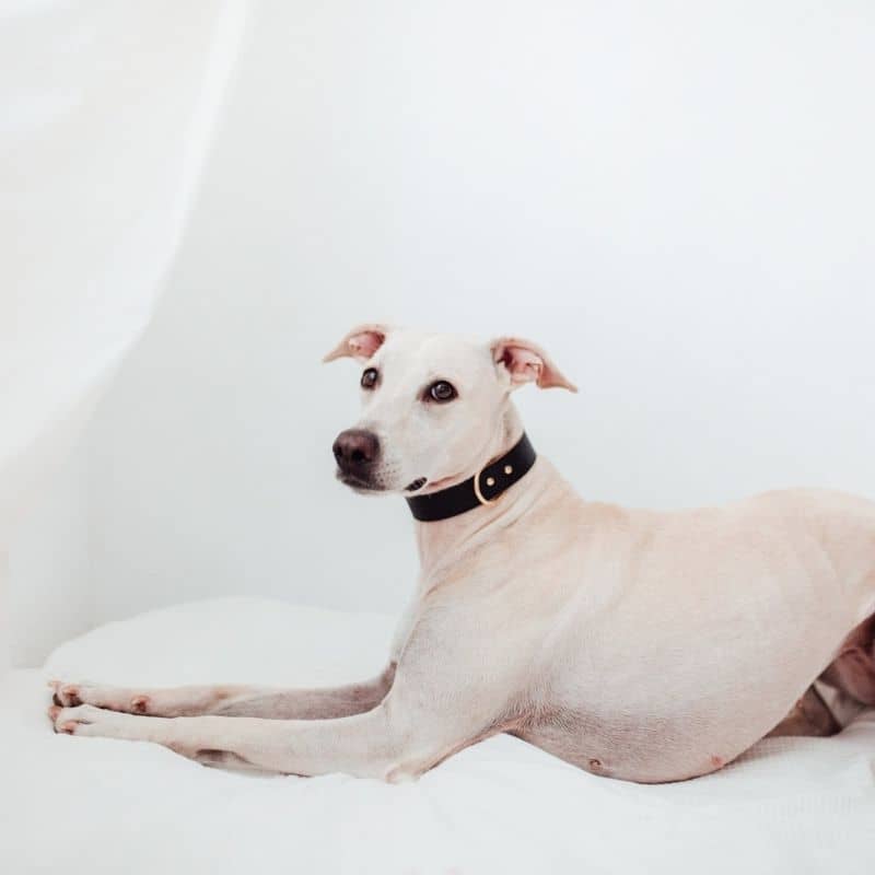 collier pour chien en cuir noir élégant