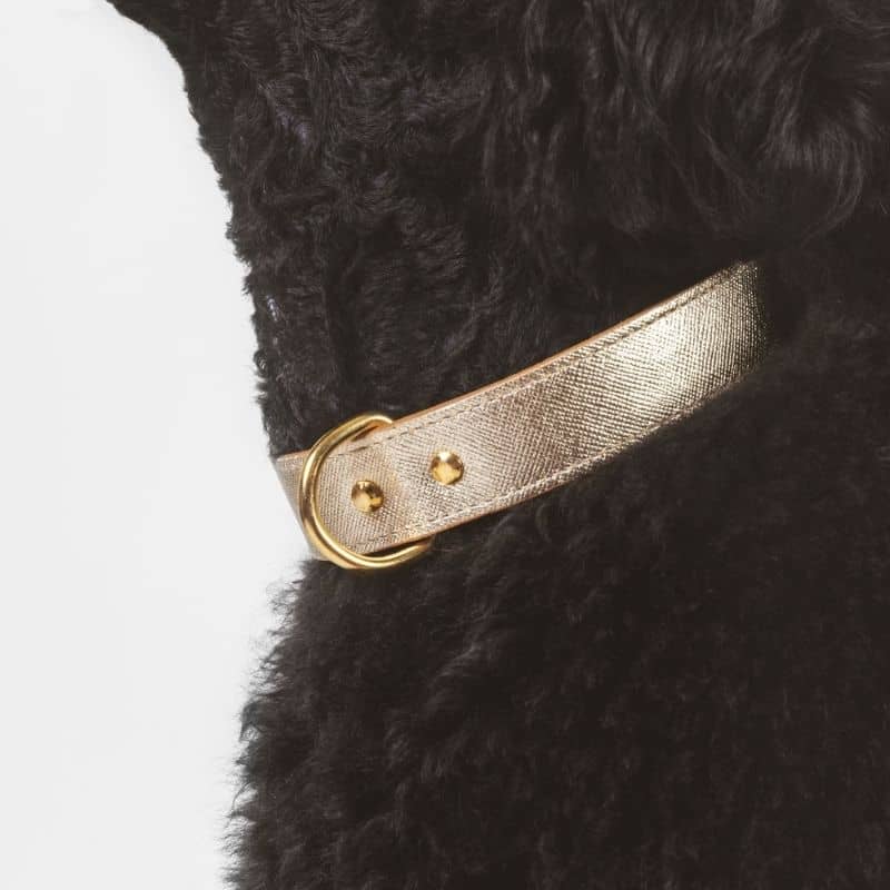 collier de couleur or en cuir pour chien 