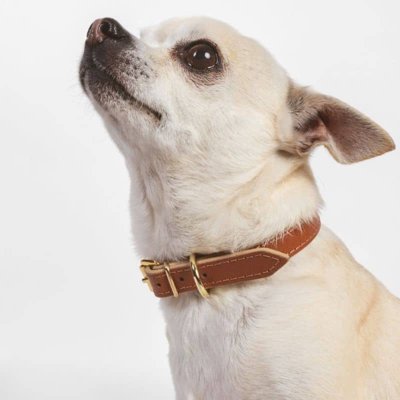 collier en cuir italien cognac pour chien