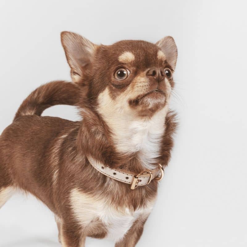 collier en cuir doré pour petit chien