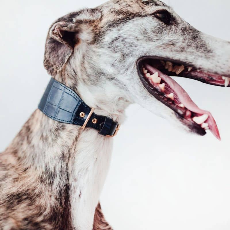 Collier pour lévrier / whippet en cuir bleu marine