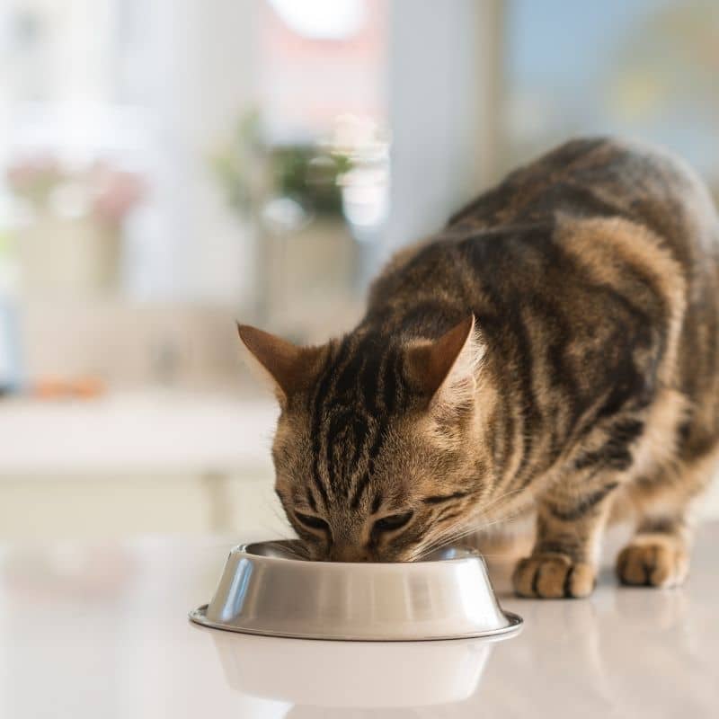 pâtée pour chat à base de poison océanique Applaws