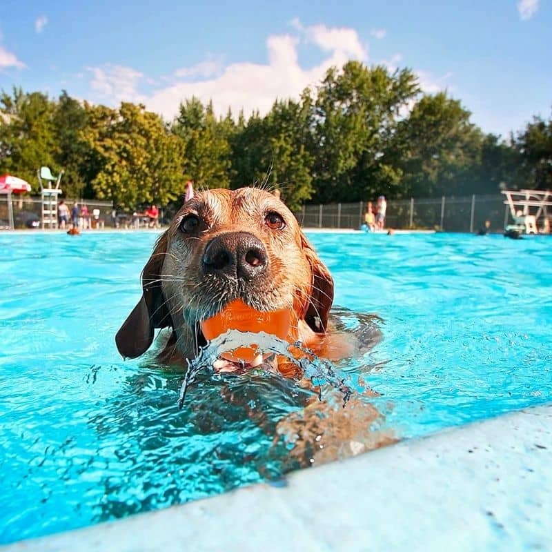 balle hydrofreeze chuckit pour chien : passe au congélateur pour rafraichir votre chien l'été