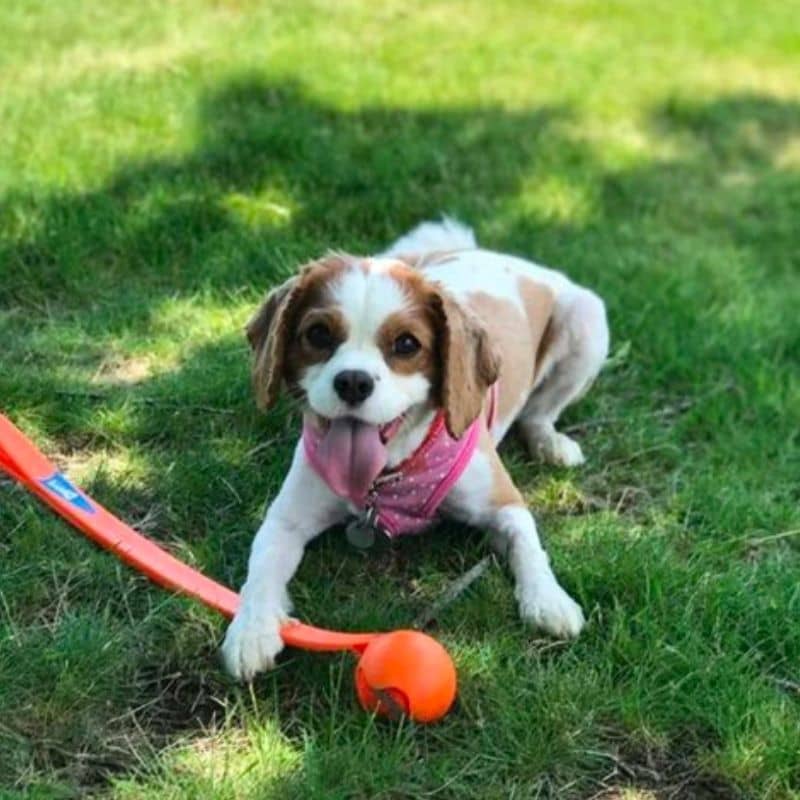 lanceur de balle pour chien Chuckit