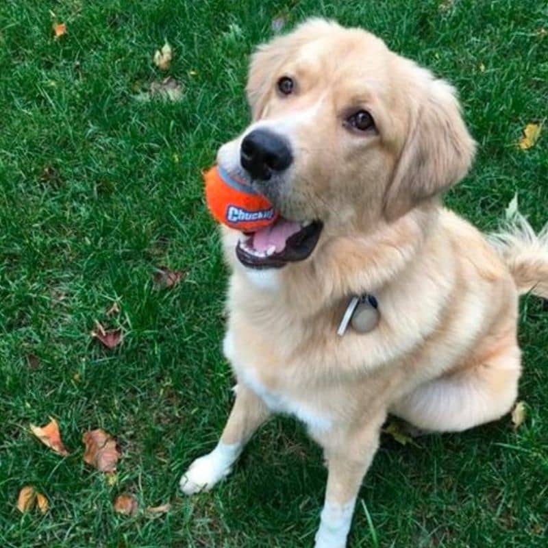 Balle de tennis en caoutchouc 2 en 1 pour chien