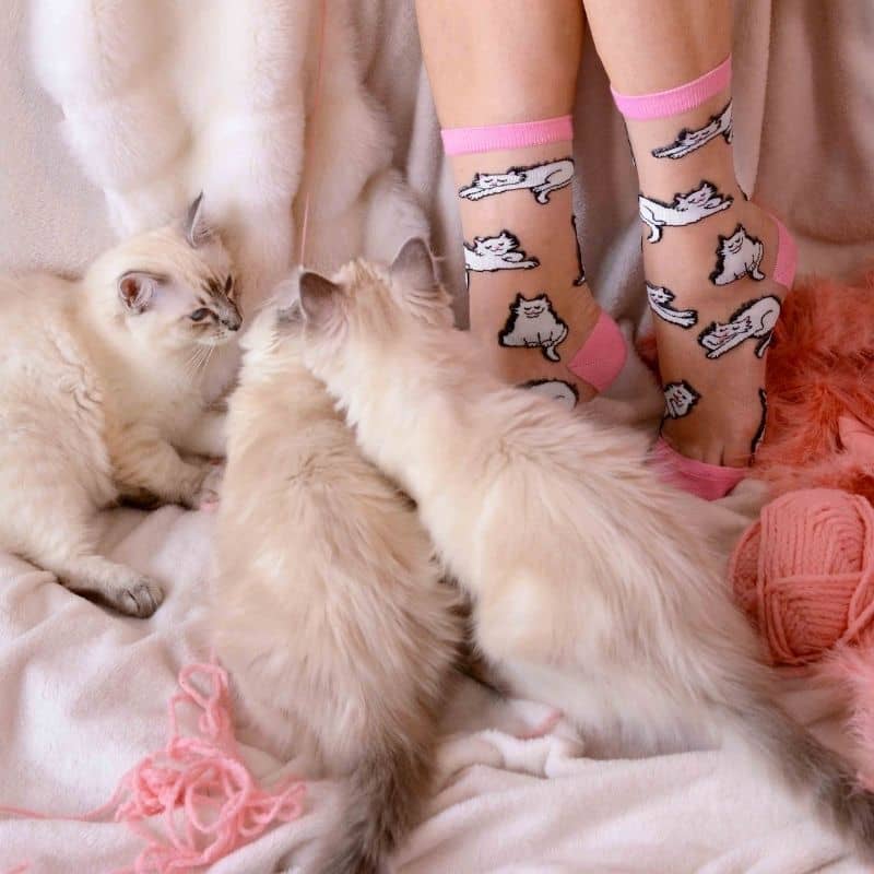 CHAUSSETTES TRANSPARENTES - CHAT