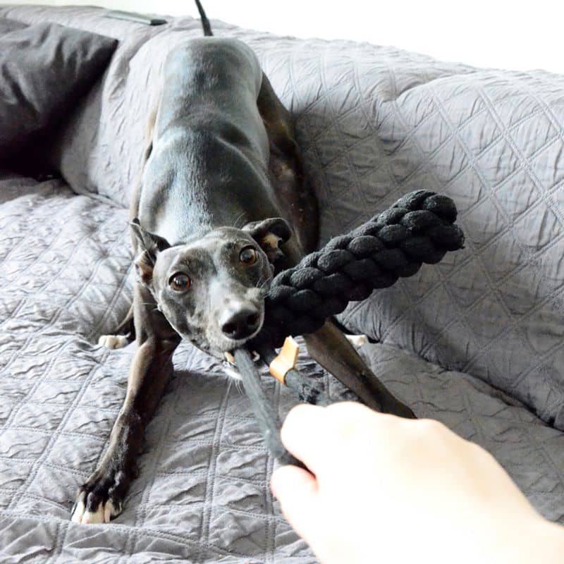 Jouet pour chien en forme de cône tressé noir en coton