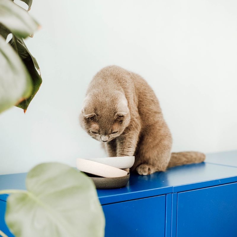 gamelle pour chat antidérapante en bambou de la marque District70