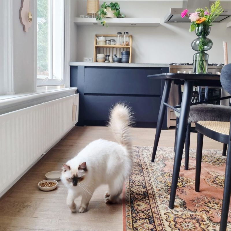 gamelle pour chat antidérapante en bambou de la marque District70