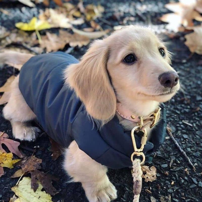 Chiot avec manteau confortable pour chien imperméable