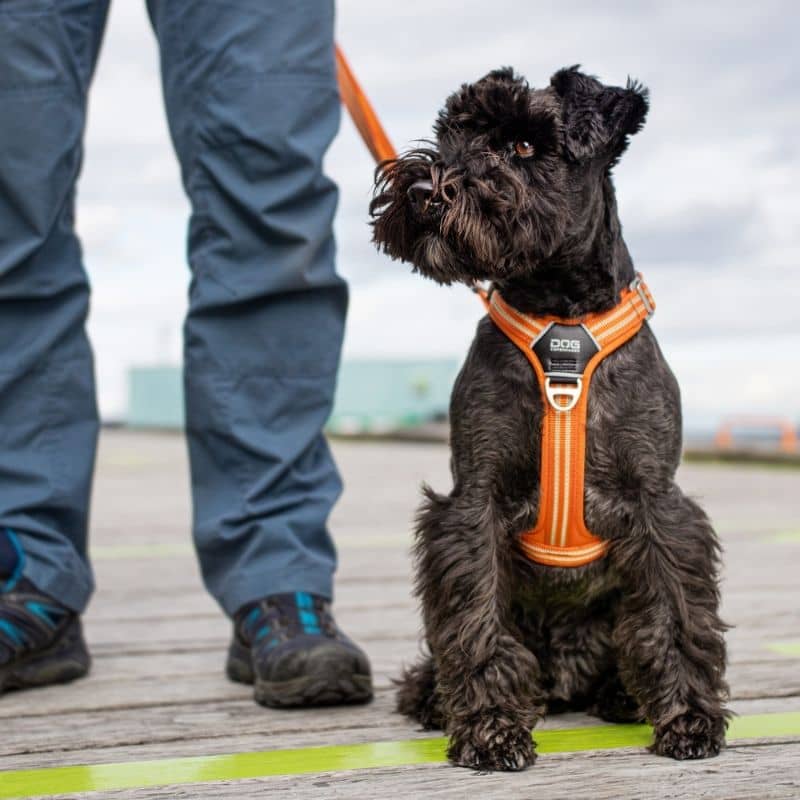 HARNAIS POUR CHIEN COMFORT WALK AIR DOG COPENHAGEN - ORANGE – THE WOUF