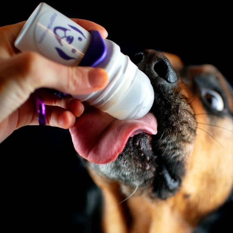 Doggy roller pour chien et chat, distributeur à bille pour récompense