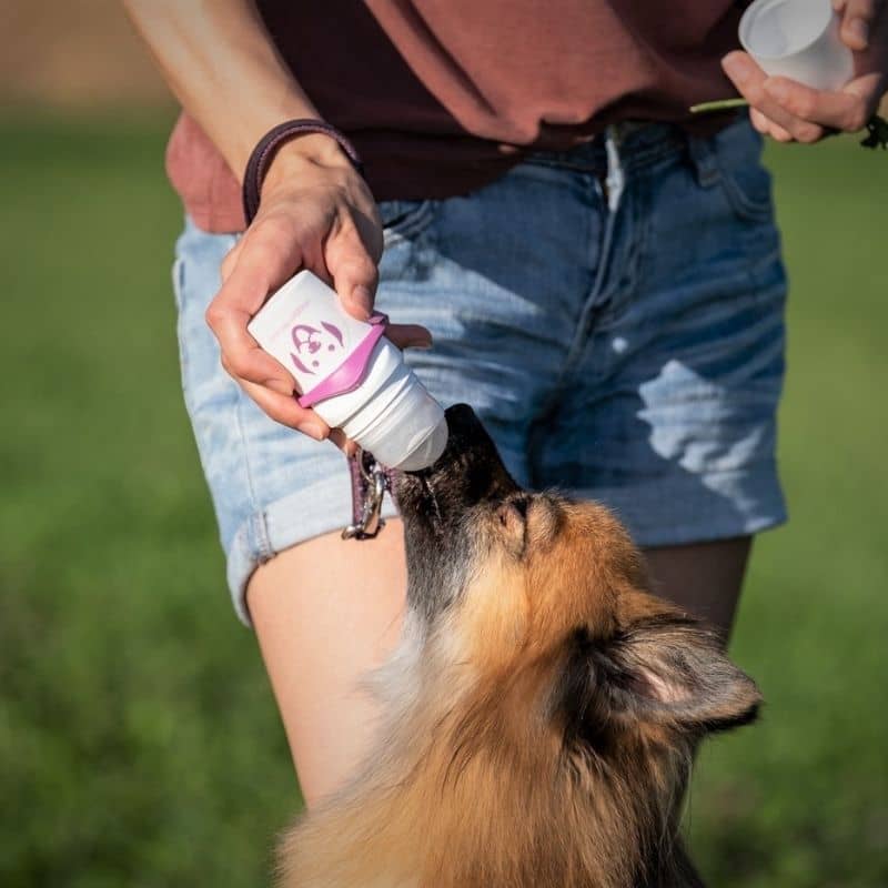 Doggy roller pour chien et chat, distributeur à bille pour récompense