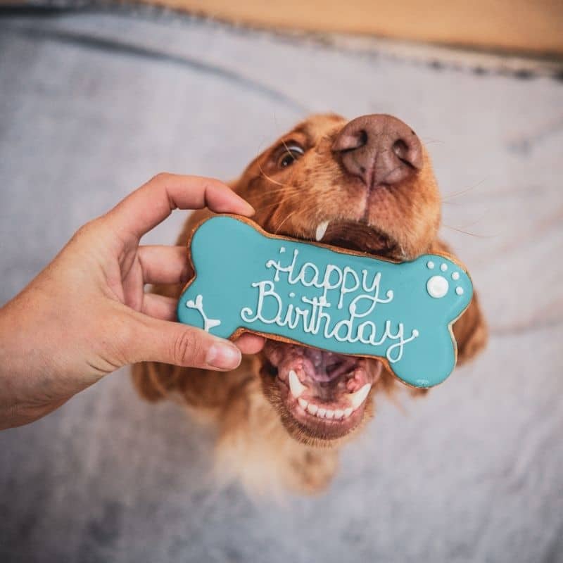 Le beau Koda fête son anniversaire avec le gateau d'anniversaire Dolcimpronte