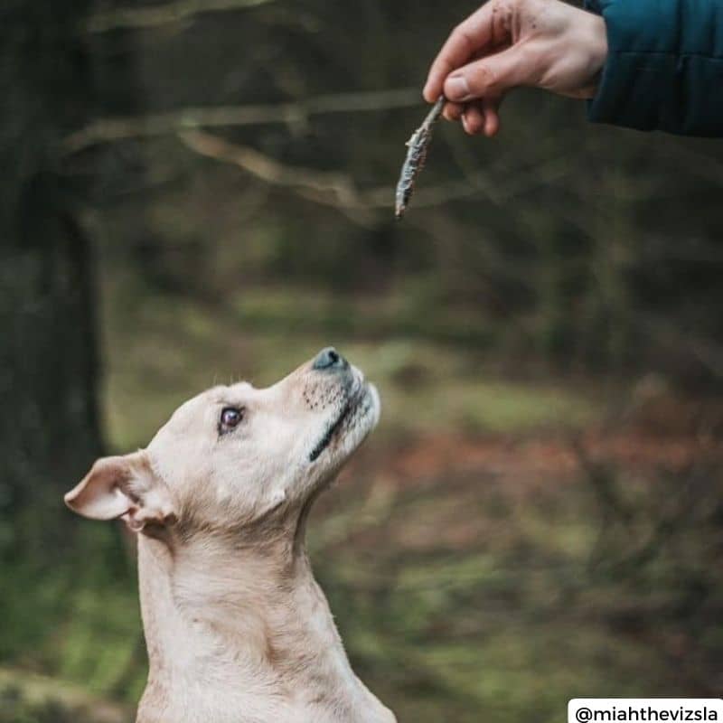friandises naturelles pour chien  - poisson séché Sprat de la marque ELI