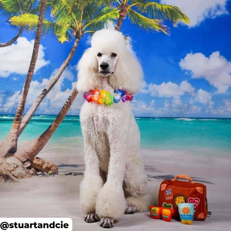 Caniche avec jouet en forme de valises de vacances