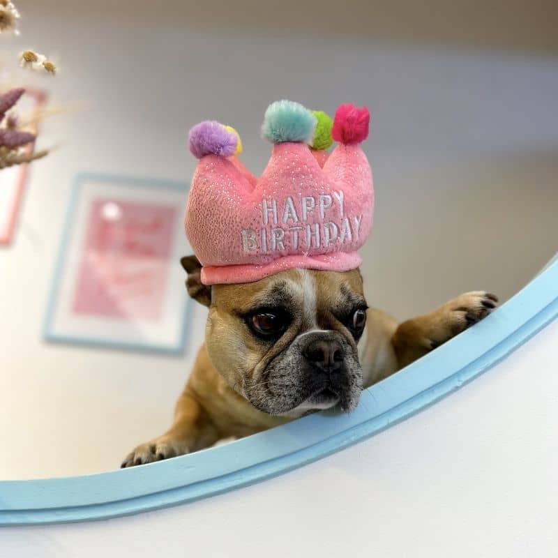 Bouledogue français avec couronne d'anniversaire rose