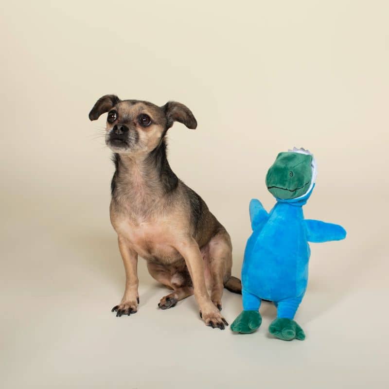 jouet peluche pour chien en forme de dino déguisé en requin  "Shark rex" de la marque Fringe Pet Shop