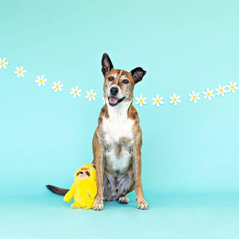 jouet peluche pour chien en forme de paresseux déguisé en poussin de paques "Chicks dig it Sloth" de la marque Fringe Pet Shop