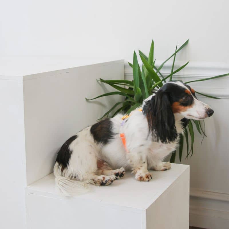 Chien avec harnais en H de Furlou modèle rainbow