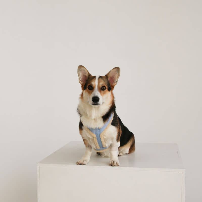 Chien avec harnais Furlou sherpa en bleu