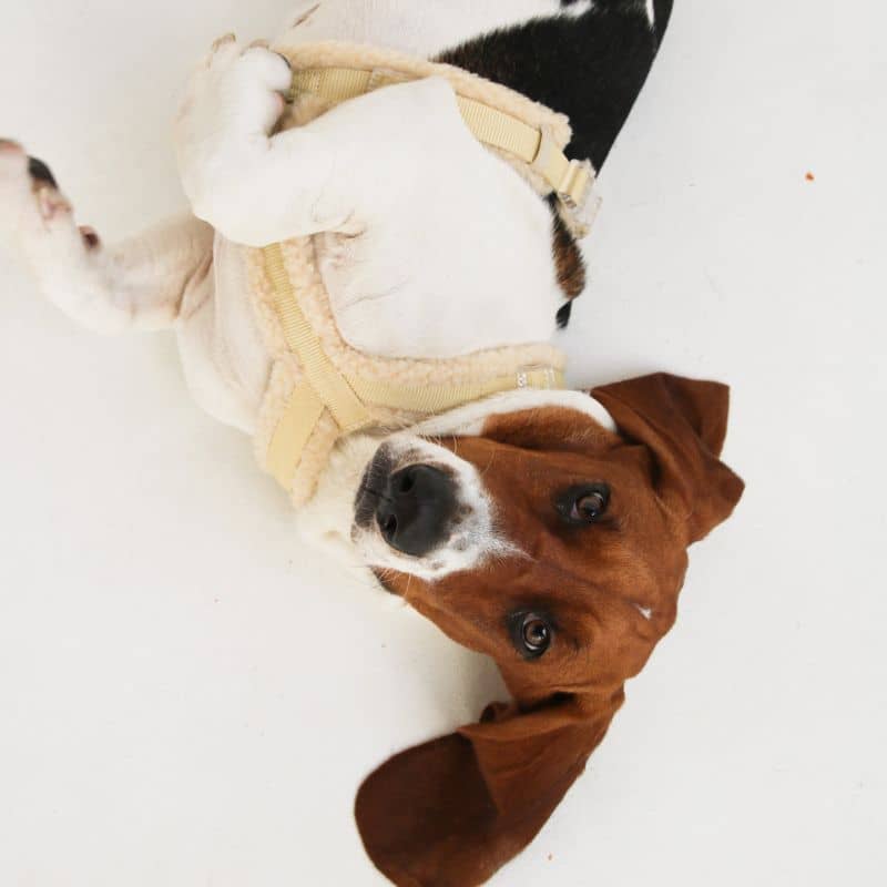 Chien avec harnais moumoute Furlou en beige