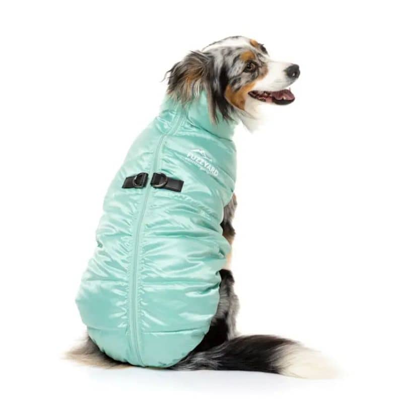 Berger australien avec doudoune pour chien confortable