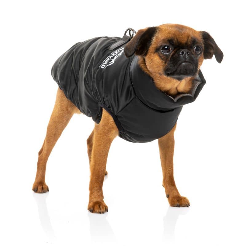 Chien avec doudoune noire confortable