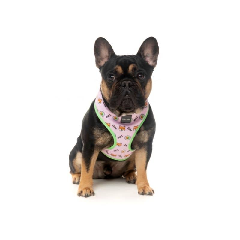 HARNAIS POUR CHIEN - SUSHIBA