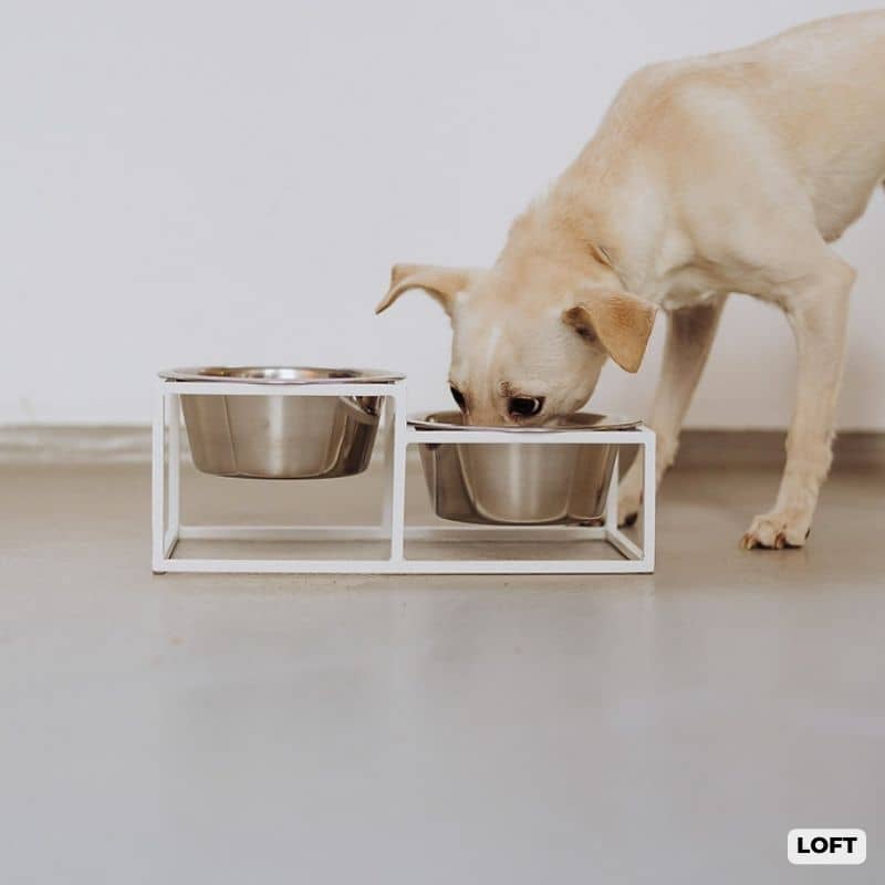 double gamelles en inox pour chien surélevées sur support en métal blanc -loft dog feeder Hello Pets