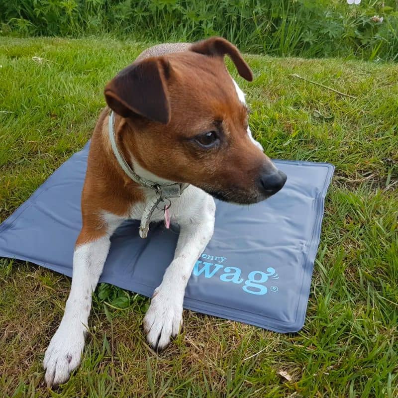 tapis rafraichissant pour chien gris Henry Wag : gel refroidissant pour mieux supporter la chaleur de l'été 