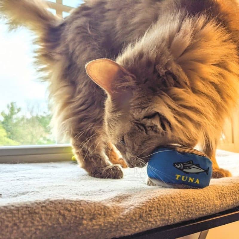  jouet pour chat Can-o Tuna 🐟 Kittybelles en forme de boîte de conserve au thon fourré à l'herbe à chat 