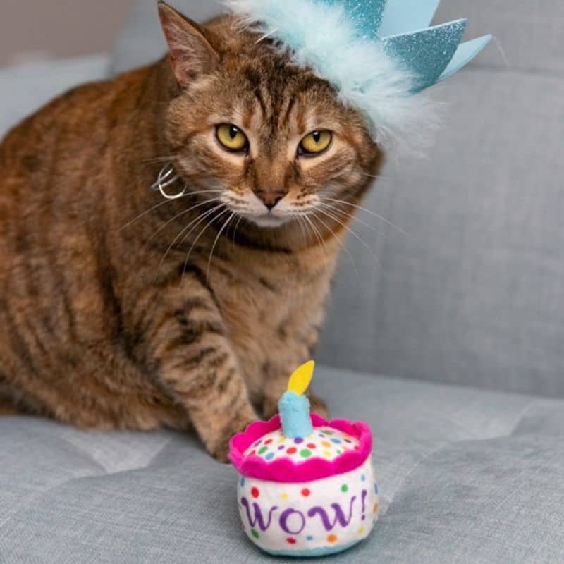 jouet pour chat Mewow Cake 🎂 Kittybelles en forme de gâteau d'anniversaire fourré à l'herbe à chat 