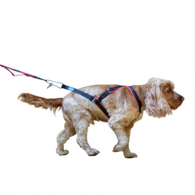 HARNAIS DE CANICROSS OPEN BACK INLANDSIS - POUR PETIT CHIEN – THE WOUF