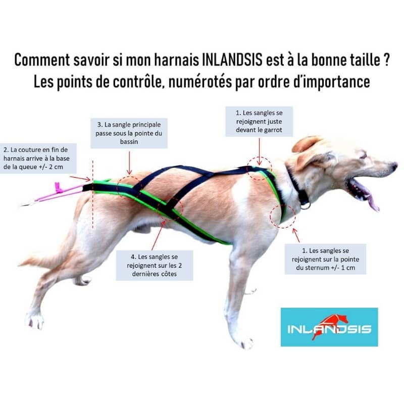 Harnais De Canicross Pour Petit Chien