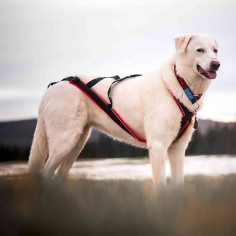 Universal - Ceinture d'entraînement de chien en cuir résistant harnais  double crochet réglable bretelle d'épaule pour les grands chiots marchant  fournitures pour animaux de compagnie