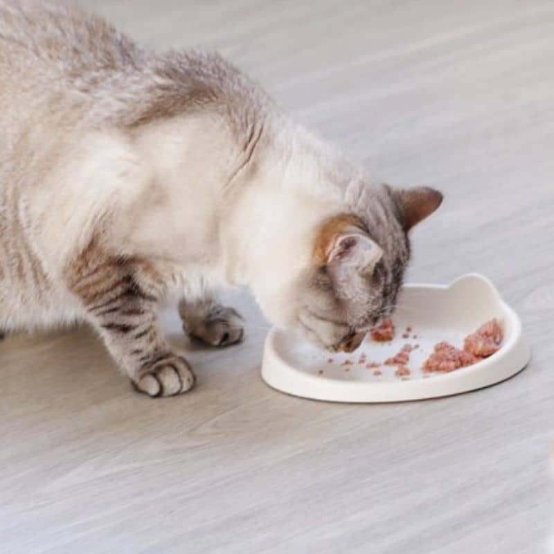 gamelle pour chat Inooko gris