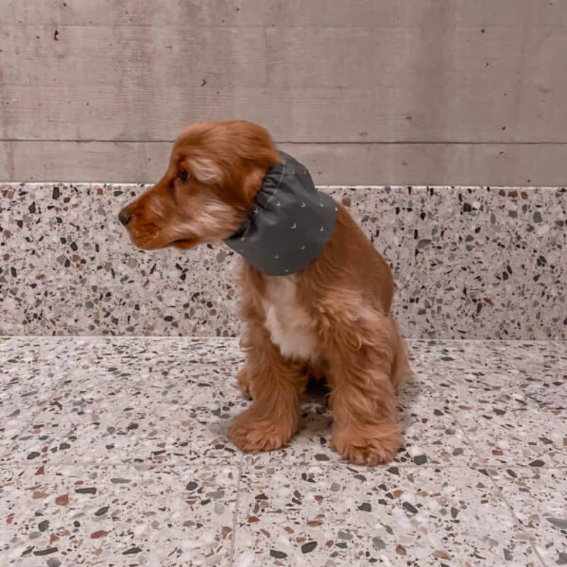 snood pour chien en coton bleu motif coeur Lou & Co - protection des longues oreilles contre les épillets et l'humidité