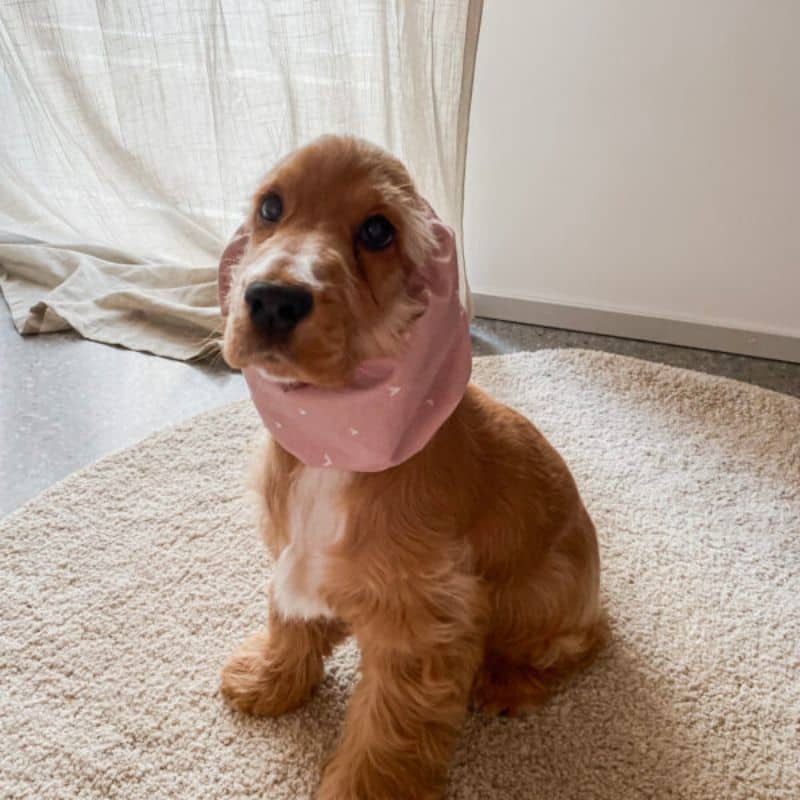 snood pour chien en coton rose motif coeur Lou & Co - protection des longues oreilles contre les épillets et l'humidité