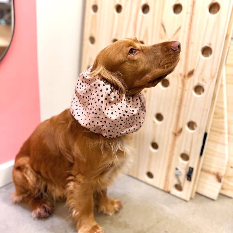 snood pour chien en coton motif léopard Lou & Co - protection des longues oreilles contre les épillets et l'humidité