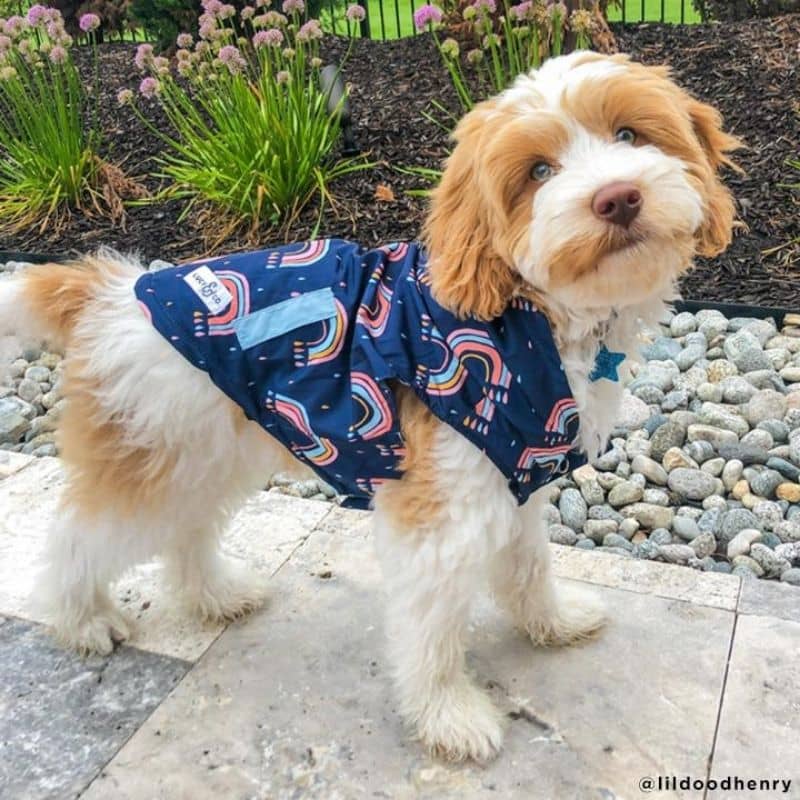 IMPERMÉABLE POUR CHIEN RÉVERSIBLE - ARC-EN-CIEL & BLEU CIEL 🌈