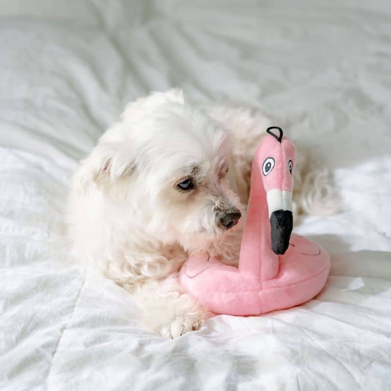 jouet pour chien Flamingo Float en forme de bouée flamant rose 🦩 Lulubelles