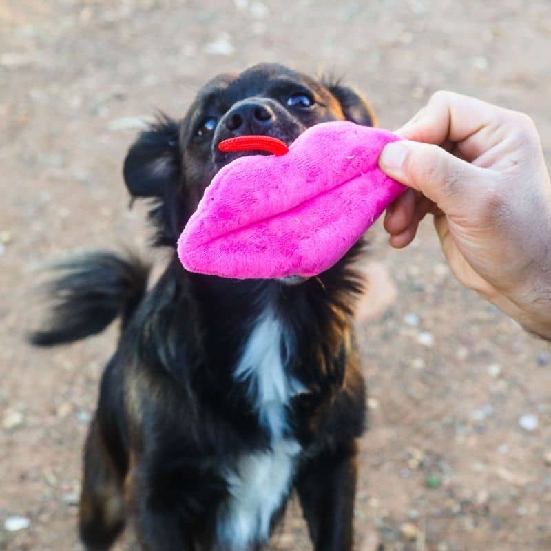 jouet pour chien Hot Lips en forme de bouche 👄 Lulubelles 